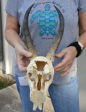 B-Grade Blesbok Skull with 10" to 11" Horns buy now for - $65