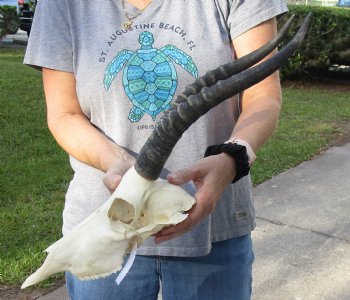 B-Grade Blesbok Skull with 13" to 14" Horns buy now for - $65