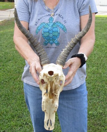 B-Grade Blesbok Skull with 11" to 12" Horns buy now for - $65