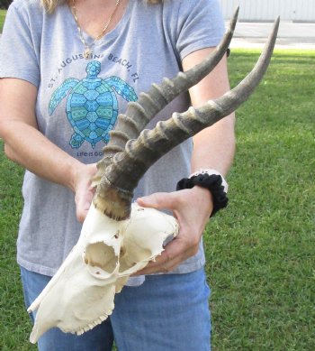 B-Grade Blesbok Skull with 13" to 14" Horns buy now for - $60