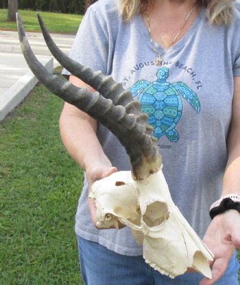 B-Grade Blesbok Skull with 13" to 14" Horns buy now for - $60