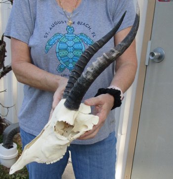 B-Grade Blesbok Skull with 11" to 12" Horns for sale - $65