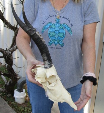 B-Grade Blesbok Skull with 11" to 12" Horns for sale - $65