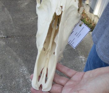 B-Grade Blesbok Skull with 11" to 12" Horns for sale - $65