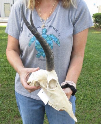 B-Grade Blesbok Skull with 12" to 13" Horns buy now for - $65