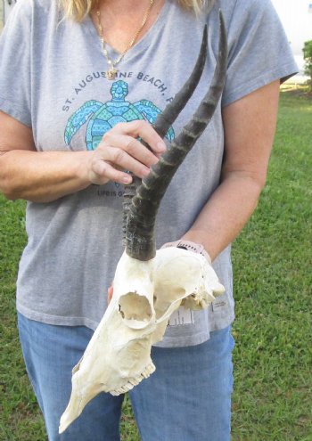 B-Grade Blesbok Skull with 12" to 13" Horns buy now for - $65