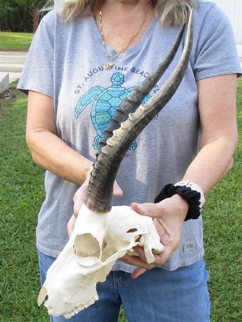 B-Grade Blesbok Skull with 12" to 13" Horns available for sale - $65