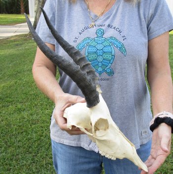 B-Grade Blesbok Skull with 11" to 12" Horns for sale - $65