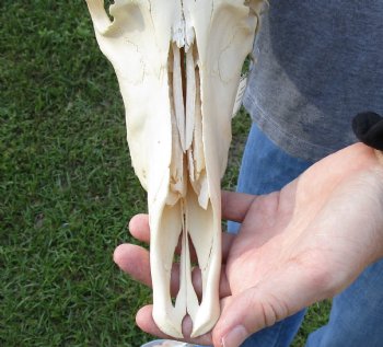 B-Grade Blesbok Skull with 11" to 12" Horns for sale - $65