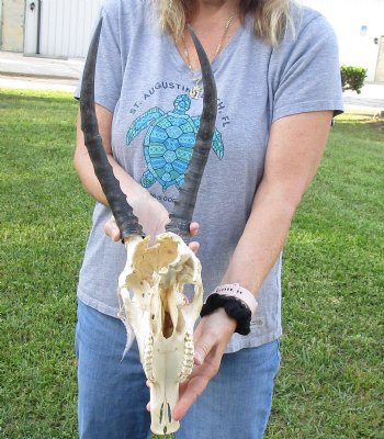 B-Grade Blesbok Skull with 12" to 13" Horns available for sale - $65