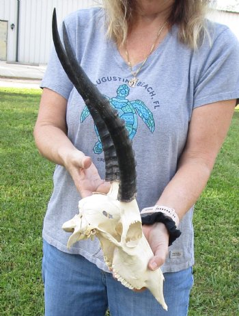 B-Grade Blesbok Skull with 12" to 13" Horns available for sale - $65