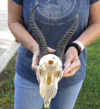 B-Grade African Male Springbok Skull with 9 to 10 inch horns, buy for $45