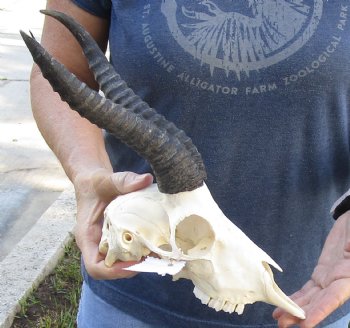 B-Grade African Male Springbok Skull with 9 to 10 inch horns, buy for $45