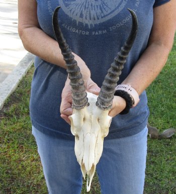 B-Grade African Male Springbok Skull with 9 to 10 inch horns for sale $45