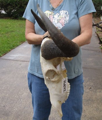 C-Grade 25 inch wide Blue Wildebeest Skull and Horns - $60