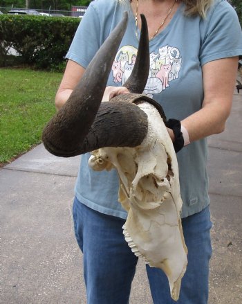 C-Grade 25 inch wide Blue Wildebeest Skull and Horns - $60