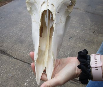 C-Grade 25 inch wide Blue Wildebeest Skull and Horns - $60