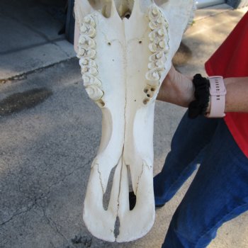 B-Grade African Blue Wildebeest Skull with 25" Horn Spread - $60