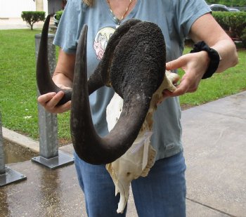 C-Grade, Male, African Black Wildebeest Skull with 19" Horn Spread - $75