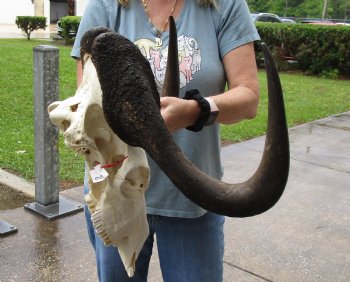 C-Grade, Male, African Black Wildebeest Skull with 19" Horn Spread - $75