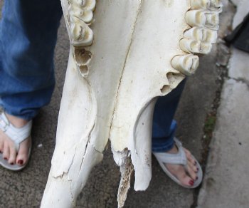 C-Grade, Male, African Black Wildebeest Skull with 19" Horn Spread - $75