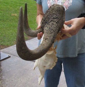 B-Grade, Male, African Black Wildebeest Skull with 19" Horn Spread - $85