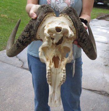 B-Grade, Male, African Black Wildebeest Skull with 19" Horn Spread - $85