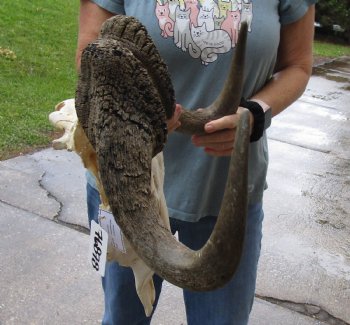 B-Grade, Male, African Black Wildebeest Skull with 19" Horn Spread - $85