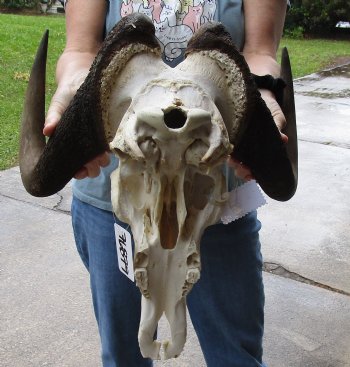 B-Grade, Male, African Black Wildebeest Skull with 19" Horn Spread - $85