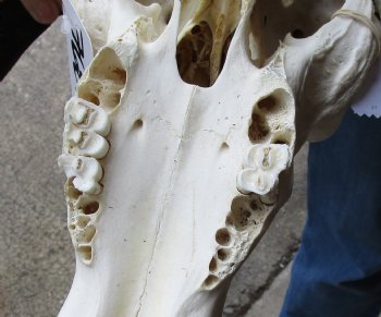 B-Grade, Male, African Black Wildebeest Skull with 19" Horn Spread - $85