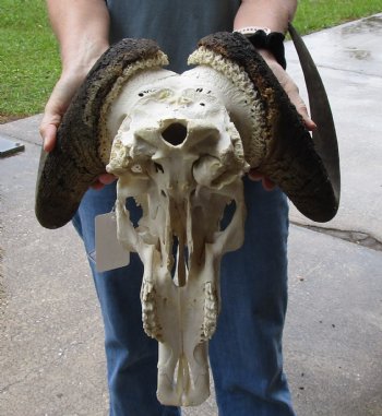 B-Grade, Male, African Black Wildebeest Skull with 16" Horn Spread - $85