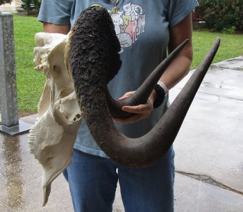 B-Grade, Male, African Black Wildebeest Skull with 16" Horn Spread - $85