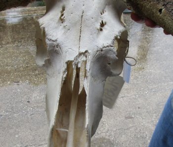 B-Grade, Male, African Black Wildebeest Skull with 16" Horn Spread - $85