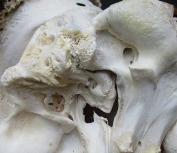 B-Grade, Male, African Black Wildebeest Skull with 16" Horn Spread - $85