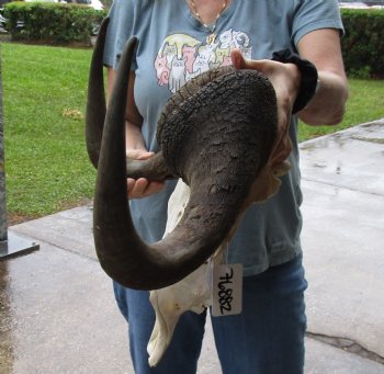 B-Grade, Male, African Black Wildebeest Skull with 19" Horn Spread - $85