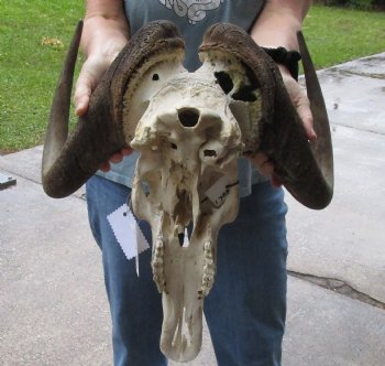 B-Grade, Male, African Black Wildebeest Skull with 19" Horn Spread - $85