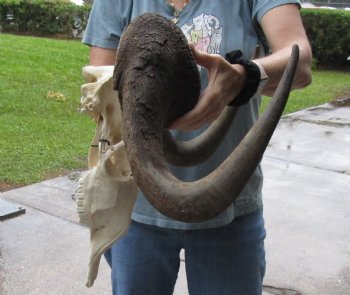 B-Grade, Male, African Black Wildebeest Skull with 19" Horn Spread - $85