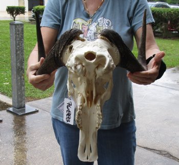 B-Grade, Female, African Black Wildebeest Skull with 15" Horn Spread - $85