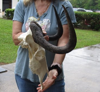 B-Grade, Female, African Black Wildebeest Skull with 15" Horn Spread - $85