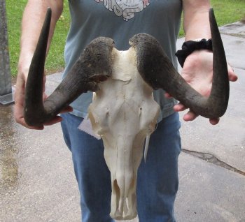 B-Grade, Female, African Black Wildebeest Skull with 14" Horn Spread - $85