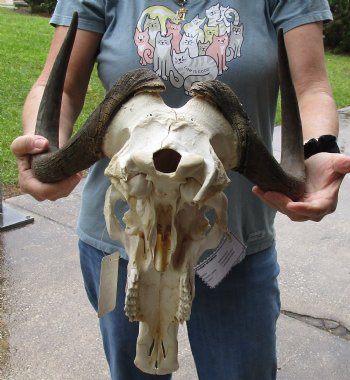 B-Grade, Female, African Black Wildebeest Skull with 14" Horn Spread - $85