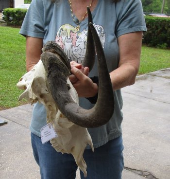 B-Grade, Female, African Black Wildebeest Skull with 14" Horn Spread - $85