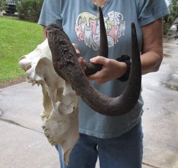 B-Grade, Female, African Black Wildebeest Skull with 14" Horn Spread - $85