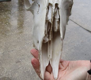 B-Grade, Female, African Black Wildebeest Skull with 14" Horn Spread - $85