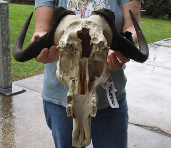 B-Grade, Female, African Black Wildebeest Skull with 17" Horn Spread - $85