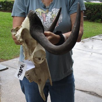 B-Grade, Female, African Black Wildebeest Skull with 17" Horn Spread - $85