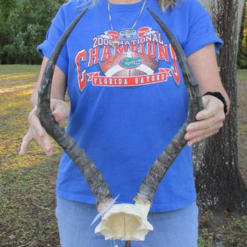 African Impala Skull Plate with 19" Horns - $60