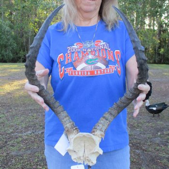 African Impala Skull Plate with 21" Horns - $60