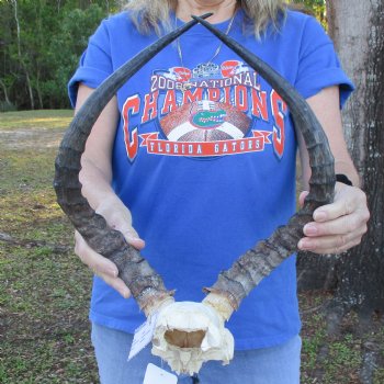 African Impala Skull Plate with 17" Horns - $60