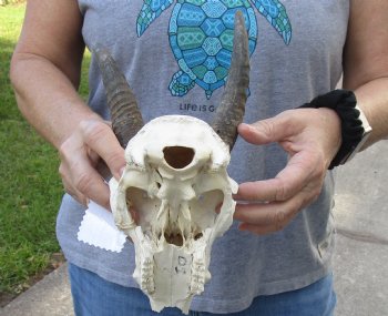 B-Grade Mountain Reedbuck skull with 5 inch horns for sale $60